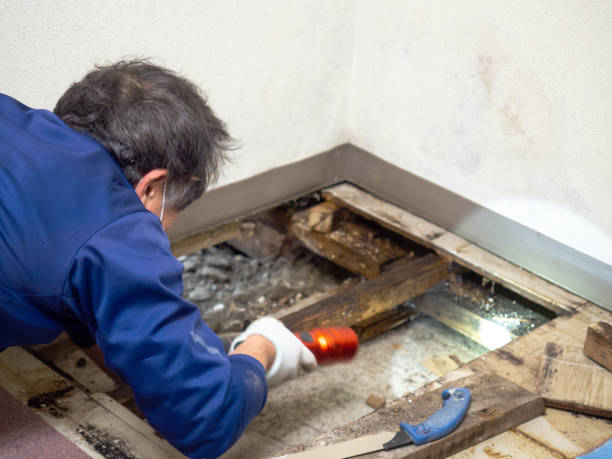 Best Office Mold Removal Services  in Highland Falls, NY