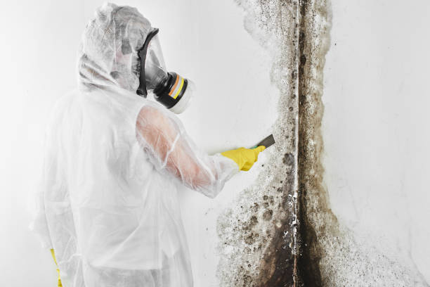 Mold Testing and Removal in Highland Falls, NY