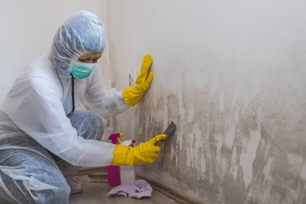 Home Mold Removal in Highland Falls, NY