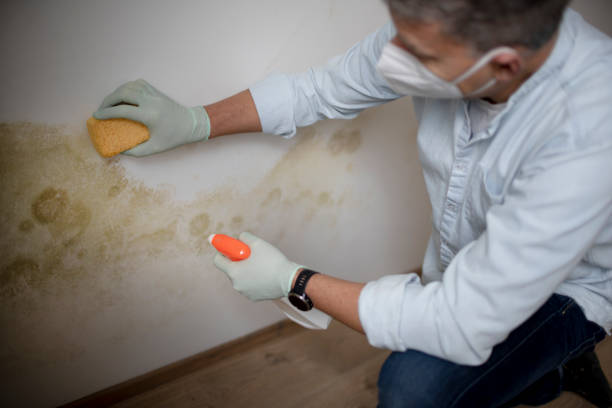 Best Local Mold Removal Service  in Highland Falls, NY