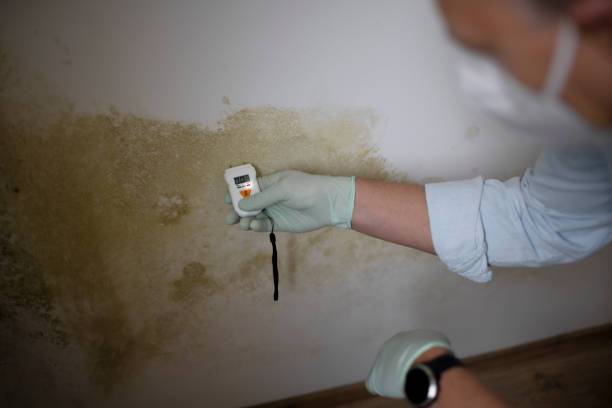 Best Attic Mold Removal  in Highland Falls, NY