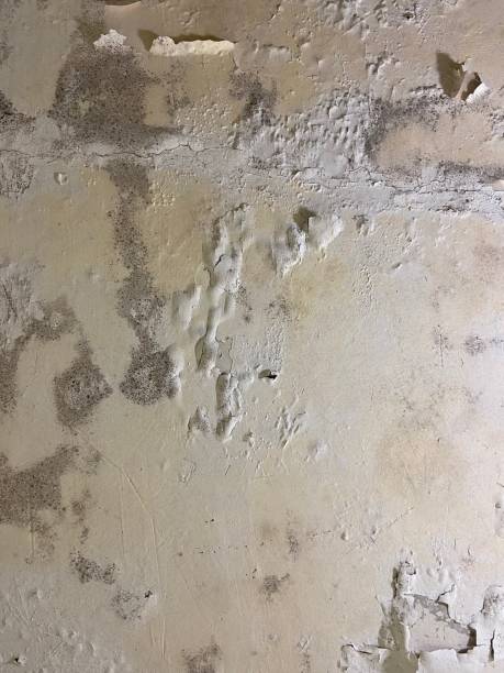 Best Crawl Space Mold Removal  in Highland Falls, NY