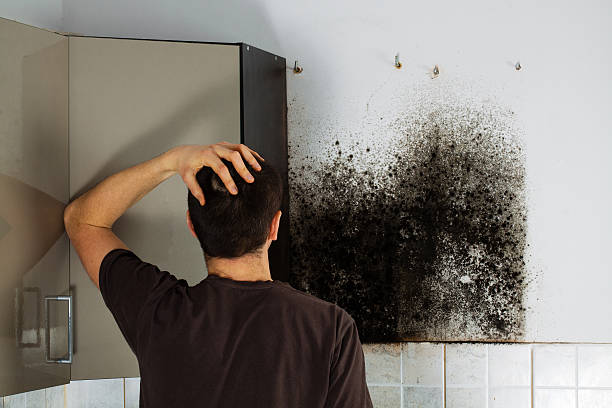 Best Home Mold Removal  in Highland Falls, NY